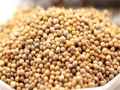 炒白芥子功效与作用 白芥子的功效与作用