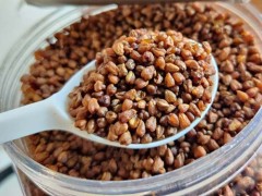 环太苦荞茶功效与作用是什么 它的制作方法也比较简单