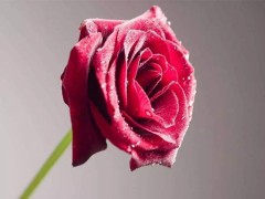 玫瑰花多少钱 玫瑰花的功效与作用