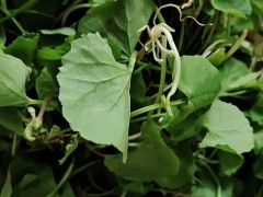 崩大碗煲猪骨汤的材料