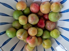 李子皮能吃吗 李子皮的功效