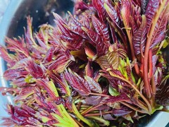 红背菜是血皮菜吗 红背菜不焯水怎么烹饪