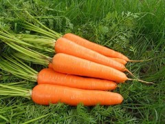 碱性食物的功效与作用 碱性食物吃多了会怎么样