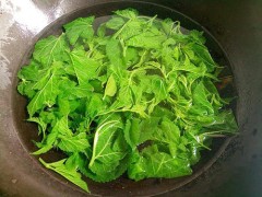 桑叶怎么减肥才好 桑叶有减肥的功效吗