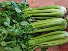 防辐射最强的7种食物 2023防辐射食物一览表