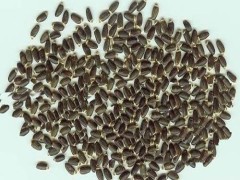 小蓟的功效与作用 小蓟的用量