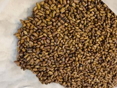 决明子菊花茶功效 决明子菊花茶有什么效果