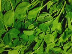 豆苗功效与作用与禁忌 豆苗菜的种植方法