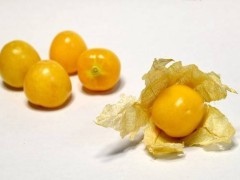 姑娘果的功效与禁忌 姑娘果的三大功效