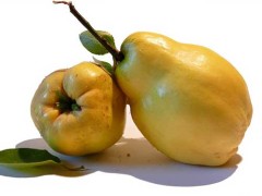 丰胸的日常小方法 吃什么食物可以丰胸