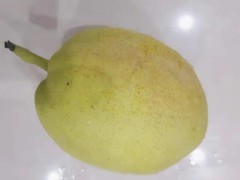 圆黄梨的热量 圆黄梨可以润肺止咳么