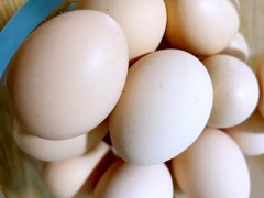 小孩发烧能吃鸡蛋吗 小孩发烧可以吃鸡蛋吗