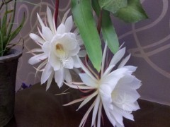 昙花怎么吃 昙花的吃法