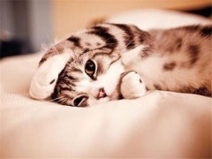 快速睡眠的方法 失眠治疗法