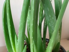 芦荟油的作用与功效 芦荟油的提取方法