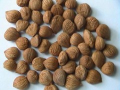 杏核的作用与功效  杏核的好处