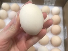 鸡蛋过敏可以吃香蕉吗 鸡蛋过敏怎么预防吃香蕉过敏