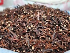 钩藤的功效与作用及禁忌  中药钩藤的功效与作用及禁忌