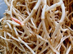 折耳根怎么洗 折耳根炖汤的做法