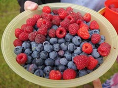 强碱性食物有哪些 有哪些强碱性食物