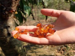 桃树胶的功效与作用有哪些　　桃胶的吃法