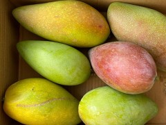 孕期吃芒果过敏怎么办 芒果的营养价值