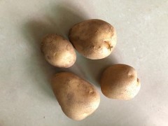 哪些食物发芽了不能吃 这五种发芽的食物一定要避开