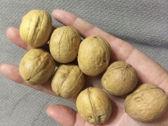桂圆核桃茶多久喝一次 桂圆核桃茶的好处