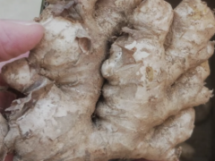 5种可以清除寄生虫的食物