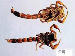 全蝎的功效与作用 全蝎具有通经止痛的功效