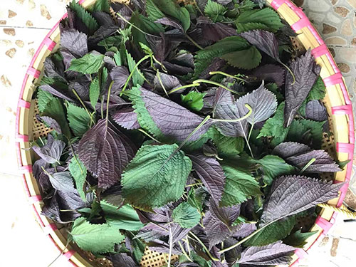 紫苏叶与紫苏梗的功效与作用