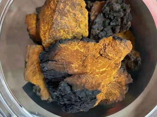 桦树茸的功效及副作用