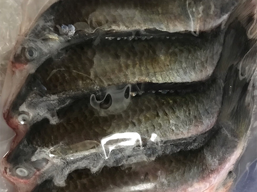 肾病不能吃什么鱼 盘点肾病不能吃的三种鱼