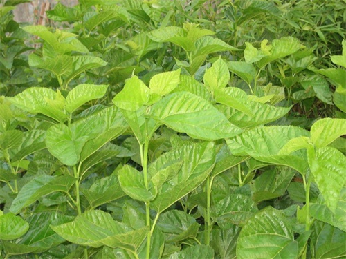 桑叶的药用价？?