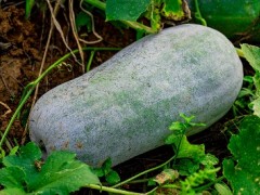 除湿蔬菜第一名 除湿最有效四大蔬菜